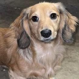 Dachshunds from Pyatts Doxies