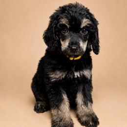 Tiramisu 'misu' - Phantom female Poodle puppy in Grovetown, Georgia from PND Kennel