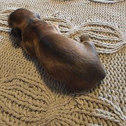Wario - Sable male Dachshund puppy in Oklahoma from Wilkinson’s Waggish Weiner Dogs