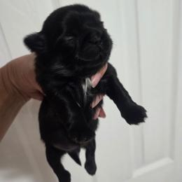Coal - Black male Shih Tzu puppy in Waynesboro, Pennsylvania from Big Win Shih Tzus