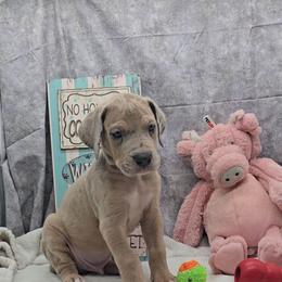 Mummy - Merle male Great Dane puppy in Caldwell, Idaho from Miner's Dynamic Danes