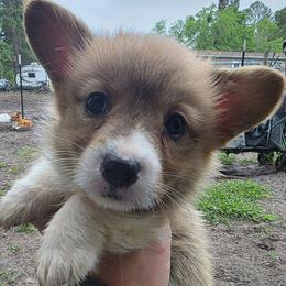 Pheonix's Boy 2 - Fawn male Pembroke Welsh Corgi puppy in Middleburg, Florida from Mulkeys Little Corgis