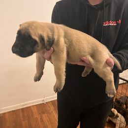 Mastiff Puppies from FrontlineK9 Boarding & Training LLC