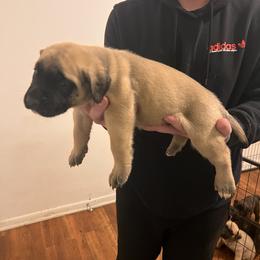 Mastiff Puppies from FrontlineK9 Boarding & Training LLC