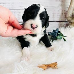 Baron - Black and white male Sheepadoodle puppy in Nixa, Missouri from Davis Family Doodles