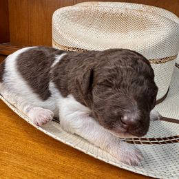Labradoodle Puppies from Maple Bakin’ Doodles