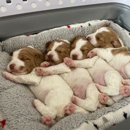Brittany puppies from Crown Kennels