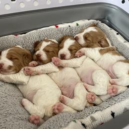 Brittany puppies from Crown Kennels