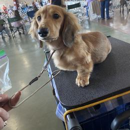 Flint - Dachshund