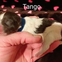 Tango - Parti male Miniature Schnauzer puppy in Midland, Texas from Shebbies Puppy Palace