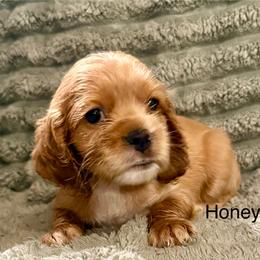 Honey - Golden female Cocker Spaniel puppy in Sumter, South Carolina from Cocker Eclipse In Home Kennel