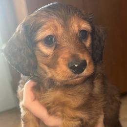 Alena (RUSSIAN LINES) - Red female Dachshund puppy in Goldthwaite, Texas from Mini Mama Dachshunds