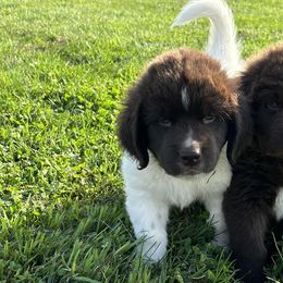 Newfoundlands from Gables Homegrown Pawprints