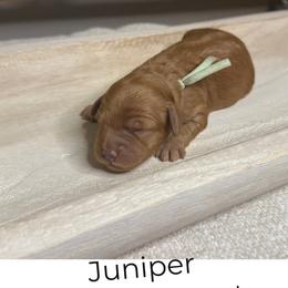 Juniper - Red  female Goldendoodle puppy in Layton, Utah from Gracious Doodle Dogs