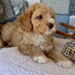 Max - Red male Cavapoo puppy in Courtland, Alabama from Ponderosa Frenchies and Cavapoo’s