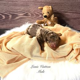Louis Vuitton - Chocolate merle male Bernedoodle puppy in Ohio from Moore Doodles