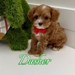 Dasher - Red male Cavapoo puppy in Buford, Georgia from Petite Posh Puppies