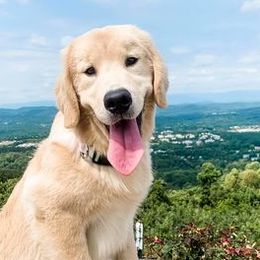 Golden Retrievers from Jennifer Morasco