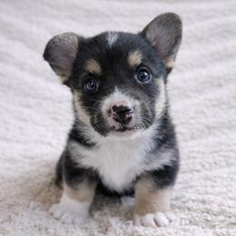 AKC - Quad Clear Tri Colored - Boy 4 - Black and white male Cardigan Welsh Corgi puppy in Tombstone, Arizona from WeVolution Off-Grid