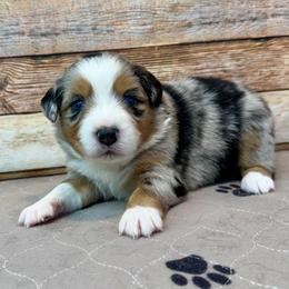 Whitney - Blue merle female Miniature Australian Shepherd puppy in Midway, Texas from L Bar W Aussie Ranch