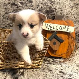 Pembroke Welsh Corgis from Parker Corgis