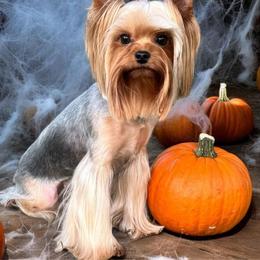 Sugar - Yorkshire Terrier