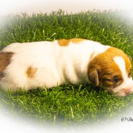Russell Terrier Puppies from Diamond D Jacks