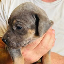 Blue Tan Point 2 - Blue male Great Dane puppy in Devine, Texas from Texas Devine Danes & Aussies