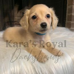 Dachshund Puppies from Karas Royal Dachshunds