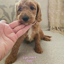 Light Pink Collar - Red female Cockapoo puppy in Paducah, Kentucky from Cockapoos -N- Poodles of Western Kentucky