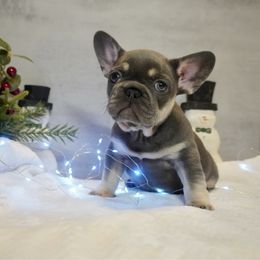 Bubbles - Blue female French Bulldog puppy in Citrus Heights, California from Cali Rooted Bullyz