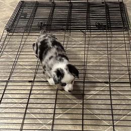Miniature American Shepherd Puppies from Bond’s MAS