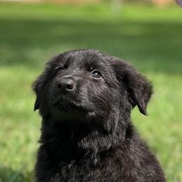 Boy 1 - Black male German Shepherd puppy in Coupeville, Washington from Von Hilkey Shepherds