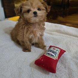 Rosette - Apricot female Maltipoo puppy in Washington from Mt.BakerPoodles&Doodles