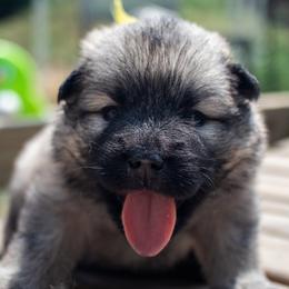 Beth - Yellow-Brown Collar - Fawn female Eurasier puppy in Lakewood, Ohio from Exquisite Eurasier