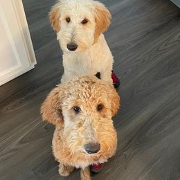 Goldendoodles from Furever Georgia Doodles