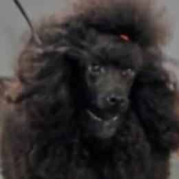 Poodles from LaZol's  Minis