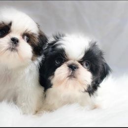 Shih Tzu Puppies from The Family Shih Tzu