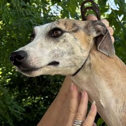 Autumn - Whippet