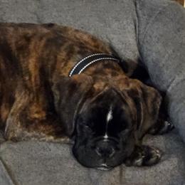Kosta - Boxer