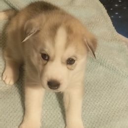 Siberian Husky Puppies from Tranton Kennels