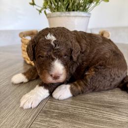 Cash - Tri-color male Bernedoodle puppy in Draper, Utah from Salt City Farm
