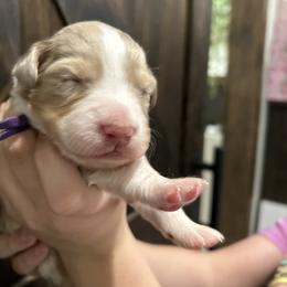 Purple collar girl - Red merle female Australian Shepherd puppy in Flat Rock, Alabama from Fluffy Butt Acres
