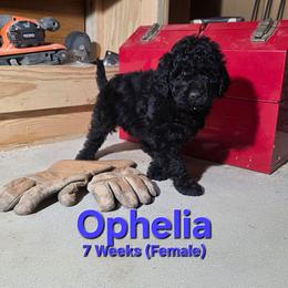 Ophelia - Black female Labradoodle puppy in Genoa City, Wisconsin from Sakura Pups