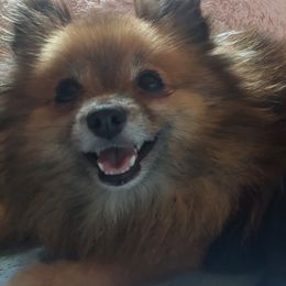Maple - Pomeranian