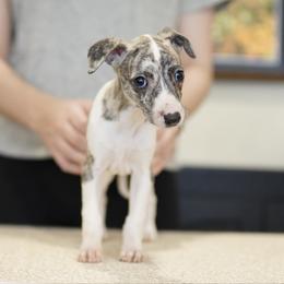 Lily - White and fawn brindle female Whippet puppy in Atlanta, Georgia from Sinaj
