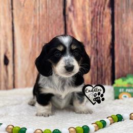Darla - Black and cream female Dachshund puppy in Nashville, Arkansas from Cuddles n Curls