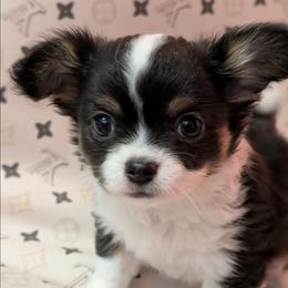 Sebastion - Black and white male Chihuahua puppy in Amity, Pennsylvania from Baxters Chihuahuas