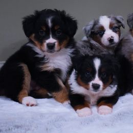 Miniature American Shepherd and Toy Australian Shepherd Puppies from Fifth Avenue Australian Shepherds