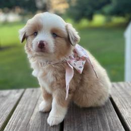 Peaches - Red merle female Miniature Australian Shepherd puppy in Brookshire, Texas from P's Aussies